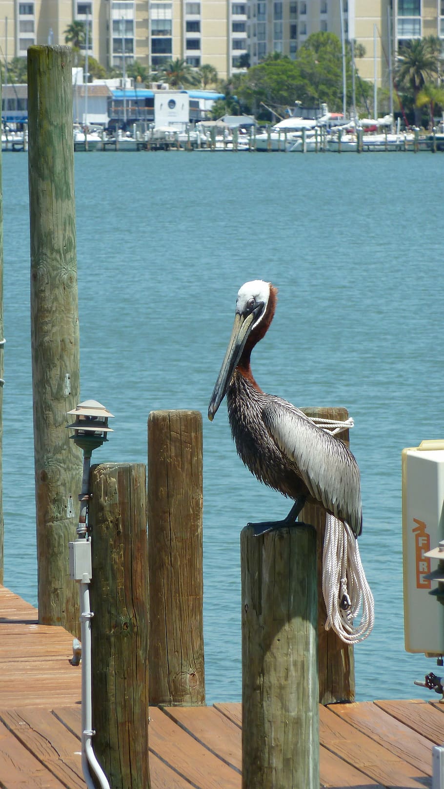 pelican, perched, dock, water, harbour, lagoon, bay, bird, post HD wallpaper
