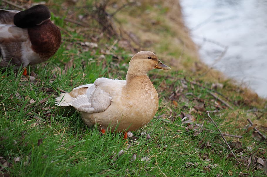 Duck, Bird, Water, Lake, Nature, wild, wild ducks, pond, animal HD wallpaper