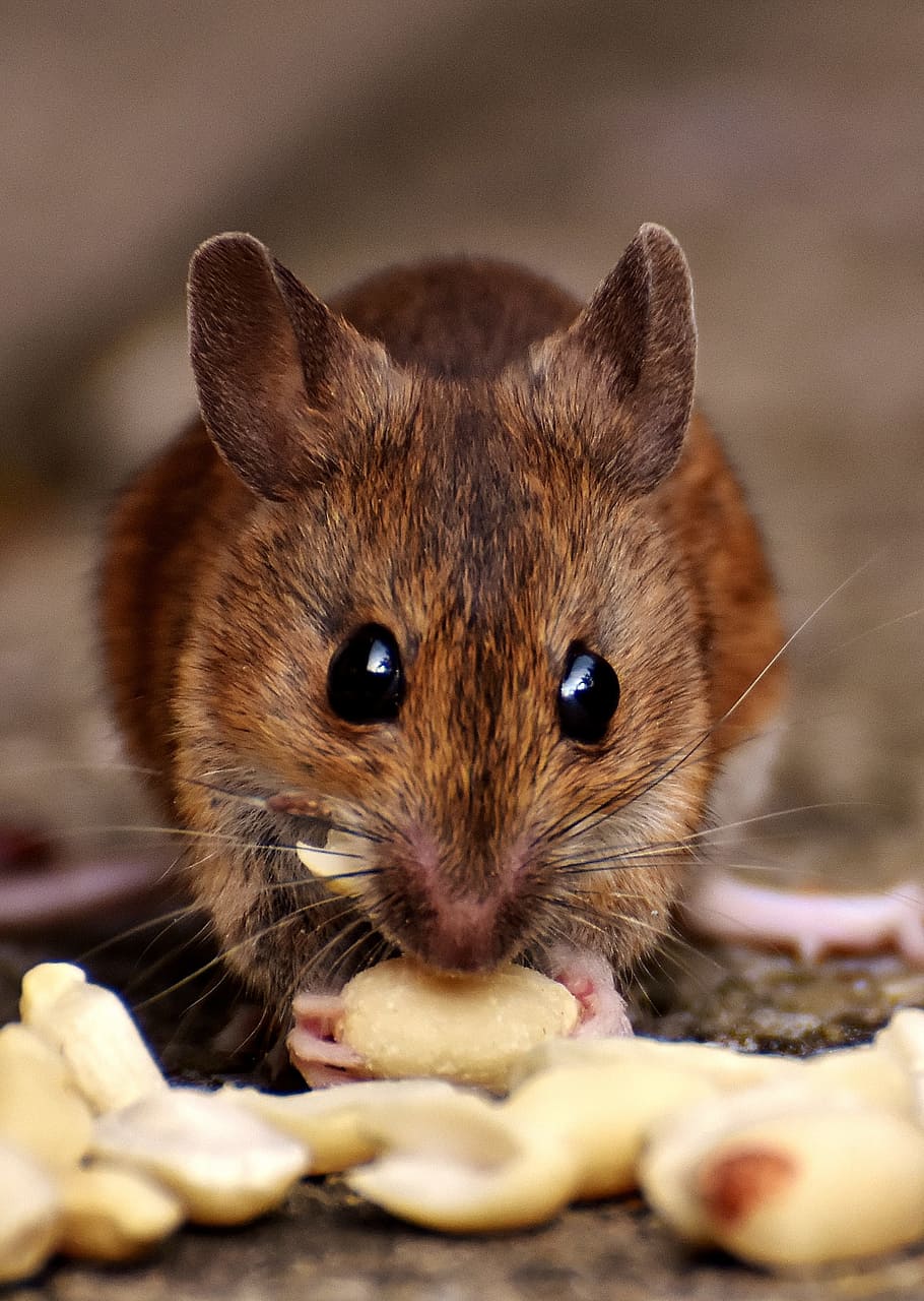 shallow focus photography of brown rat, wood mouse, nager, cute