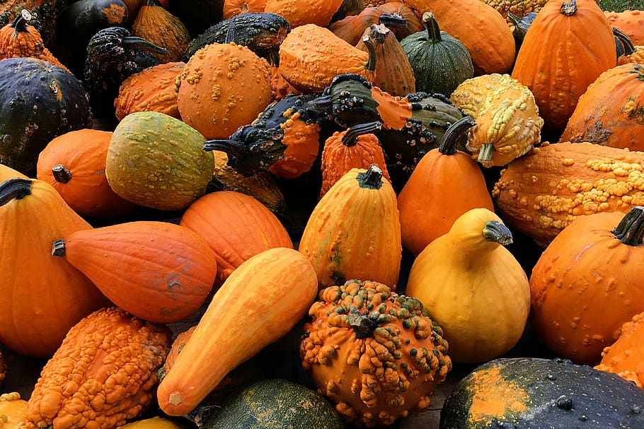 pumpkin lot, pile of vegetables, gourd, squash, autumn, fall HD wallpaper