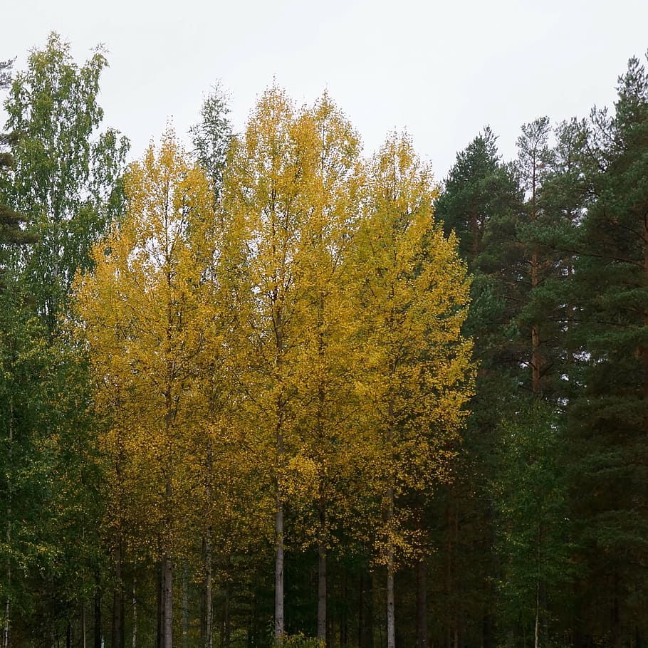 autumn, yellow, deciduous tree, birch, plant, growth, change HD wallpaper