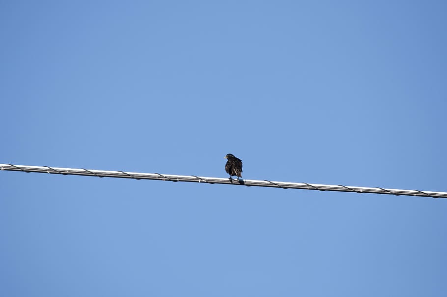 bird, wire, sitting, black, blue, line, sky, nature, wildlife HD wallpaper