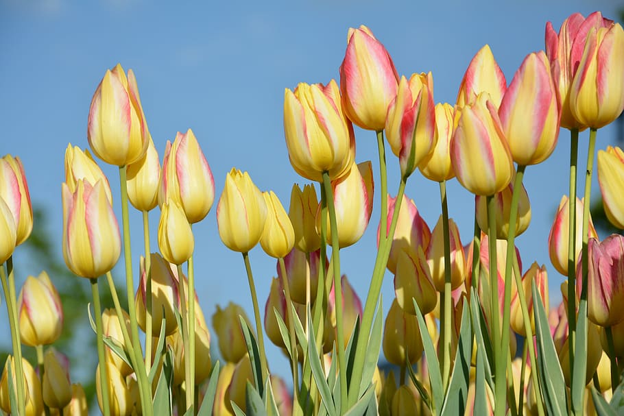 tulips, flower, nature, spring, daisy, macro, spring flowers HD wallpaper