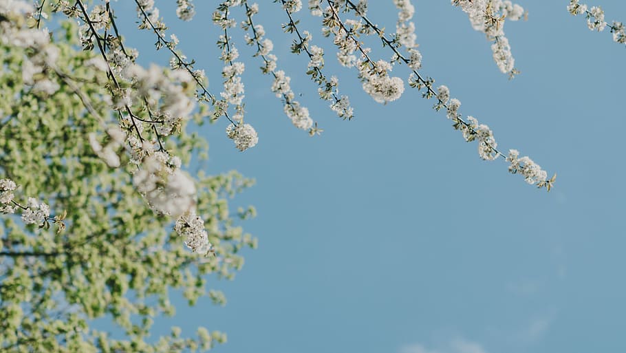 white flowers under blue sky, macro photography of white flowers HD wallpaper