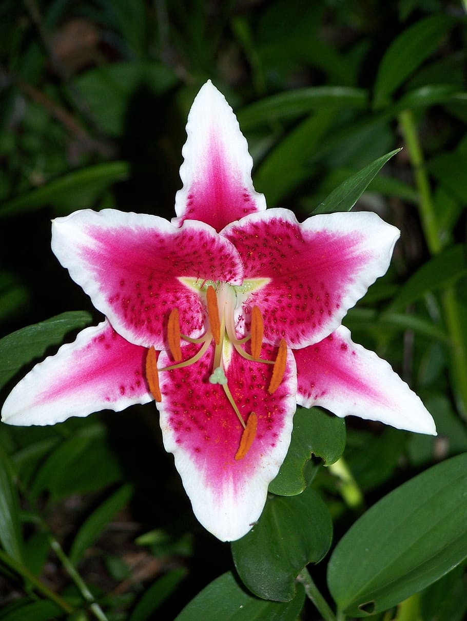 flower, lily, nature, flowering plant, petal, freshness, vulnerability HD wallpaper