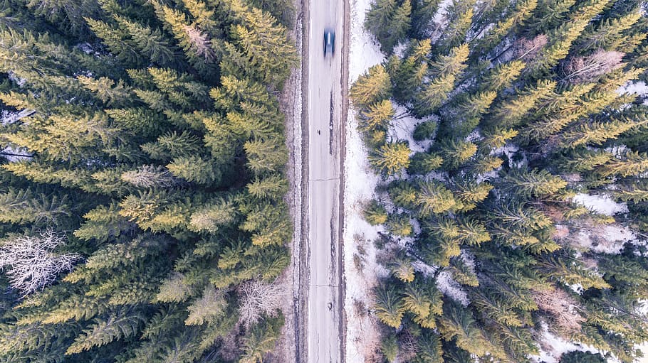 empty road surrounded by pine trees, car, fast, motion blur HD wallpaper