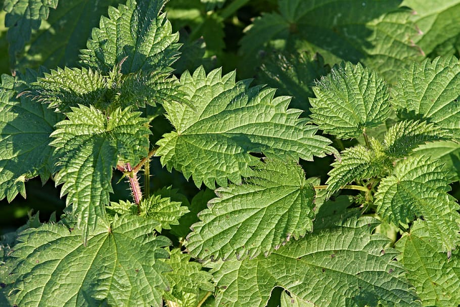 close up photo of leafed plant, stinging nettles, urticaceae, HD wallpaper