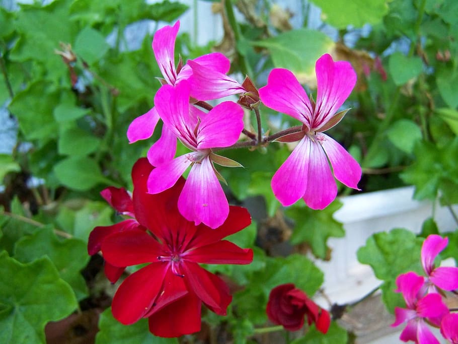 geranium, summer flower, potted flower, flowering plant, freshness HD wallpaper