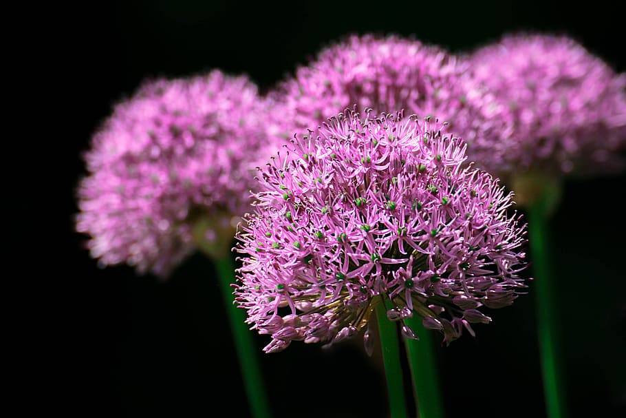 flower, macro, close-up, garlic, blume, garlic flower, lila, flowering plant