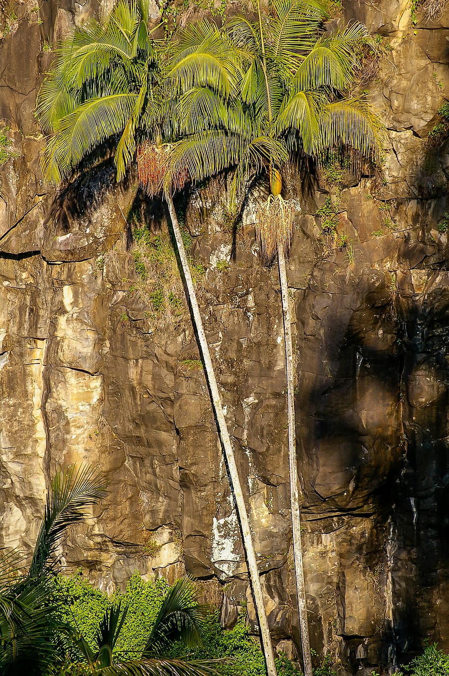 rock, cliff, steep, palms, trees, green, subtropical, rain forest, HD wallpaper