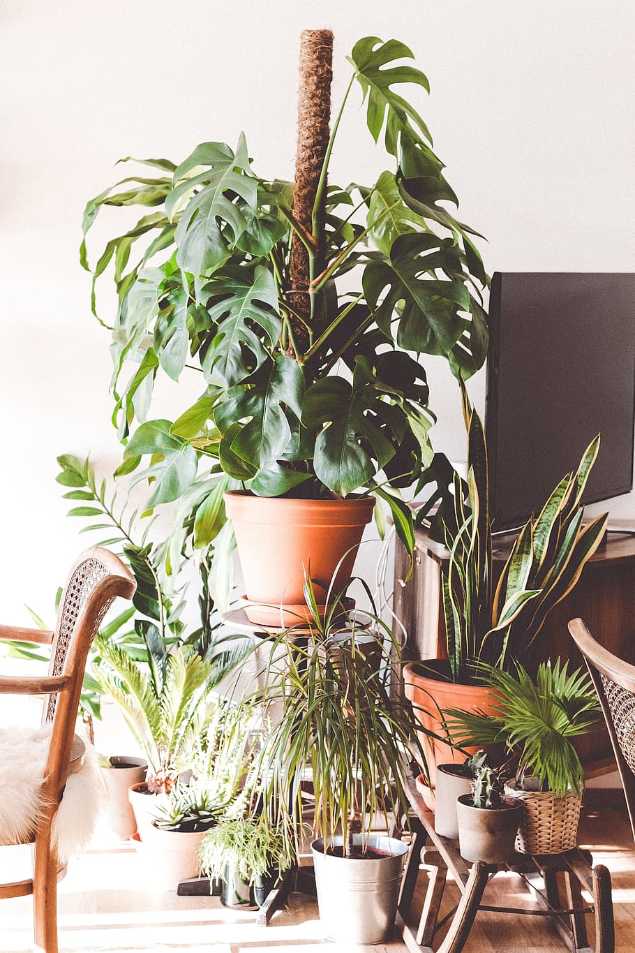 green plants between armchair and flat screen TV, green leaf plant with brown pot near brown armchair