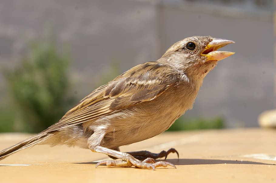 Sparrow, Bird, Spring, april, one animal, animal wildlife, animals in the wild HD wallpaper