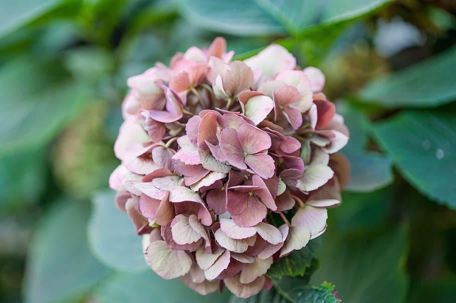 hydrangea, greenhouse hydrangea, blossom, bloom, inflorescence HD wallpaper