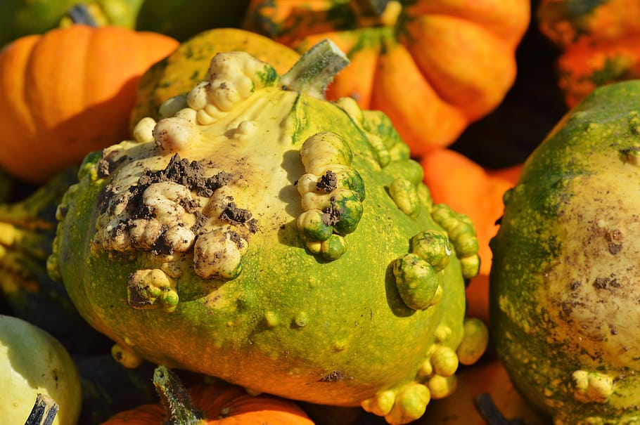 pumpkin, fruit, orange, autumn, cucurbita maxima, choose, large HD wallpaper