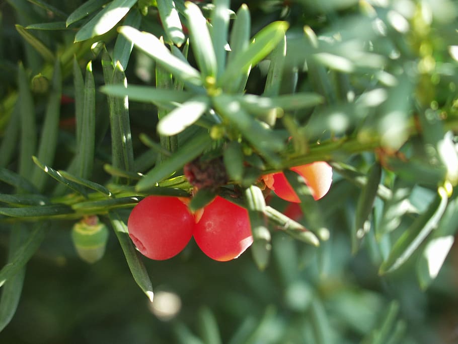 Yew, Fruit, Berries, Conifer, Toxic, yew fruit, red, leaf, nature HD wallpaper