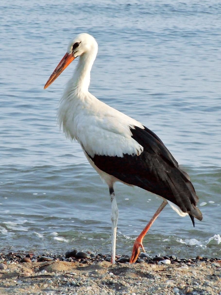 Stork, Beach, Sea, White, Bird, ciconiidae, ciconia ciconia, HD wallpaper