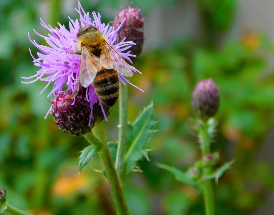 untitled, bee, bee on flower, hard working, work diligently HD wallpaper