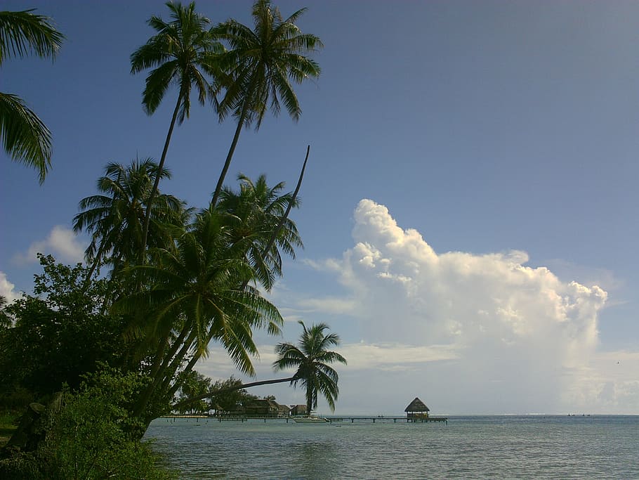 coconut, lagoon, polynesia, palm tree, sky, water, plant, tropical climate HD wallpaper