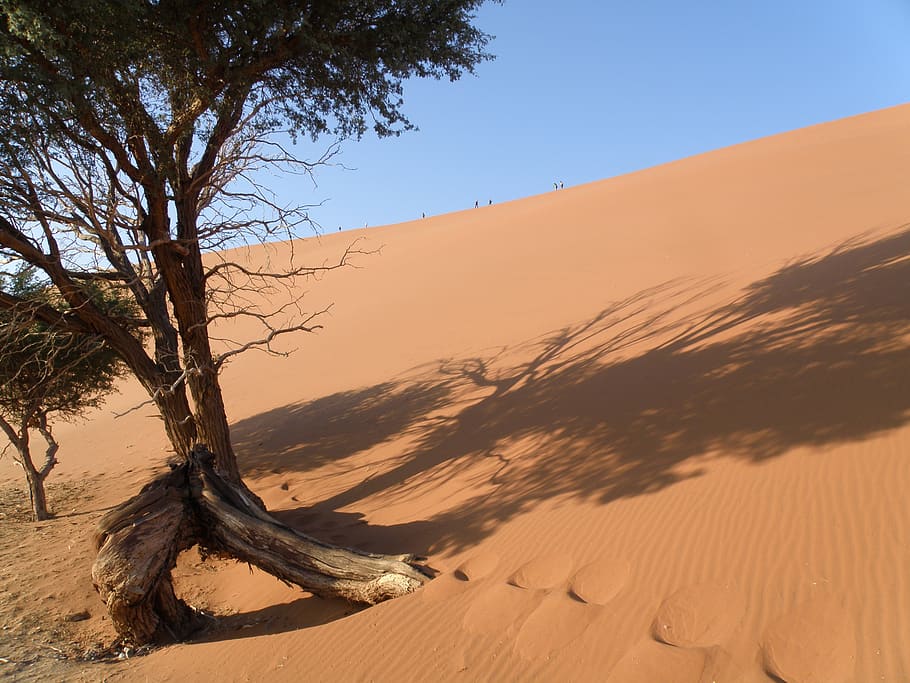 dune, namibia, desert, tree, sky, scenics - nature, sand, sand dune HD wallpaper