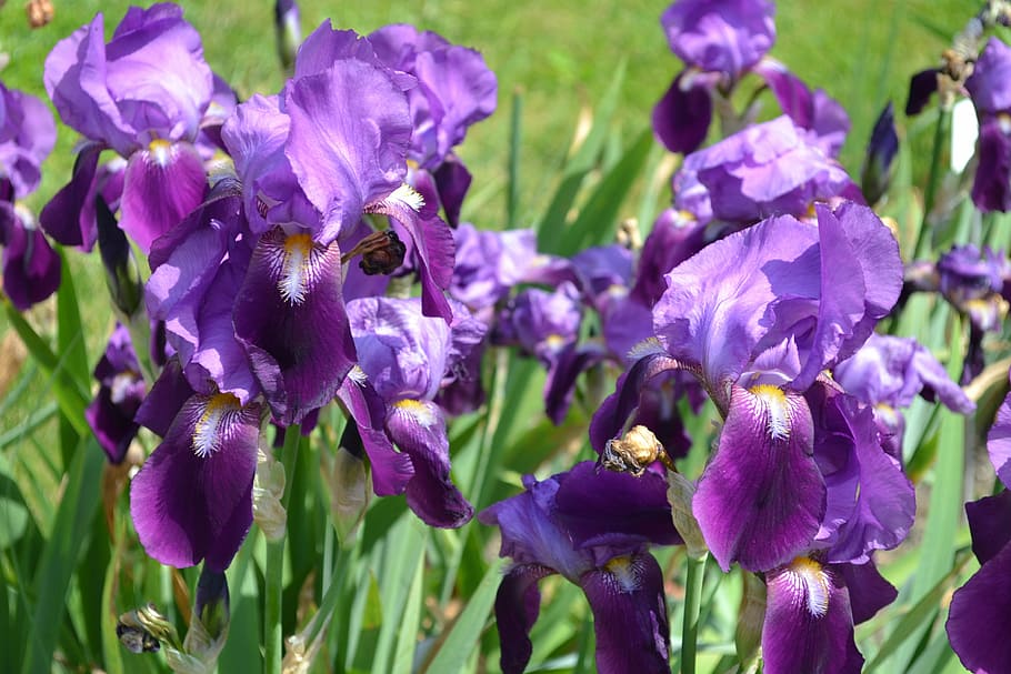 flower, nature, plants, purple, summer, flowering plant, beauty in nature HD wallpaper