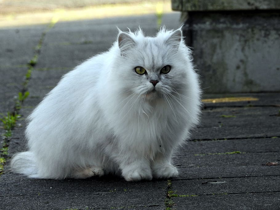 white cat, adidas, domestic cat, kitten, cat portrait, long-haired cat
