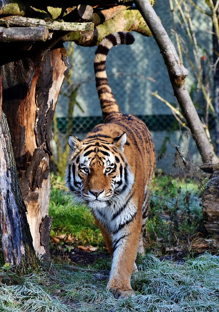 photo of tiger on green grass, cat, predator, wildcat, big cat HD wallpaper