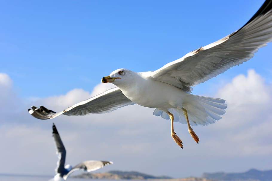 seagull, birds, flight, wings, dom, cloud, summer, steamer HD wallpaper