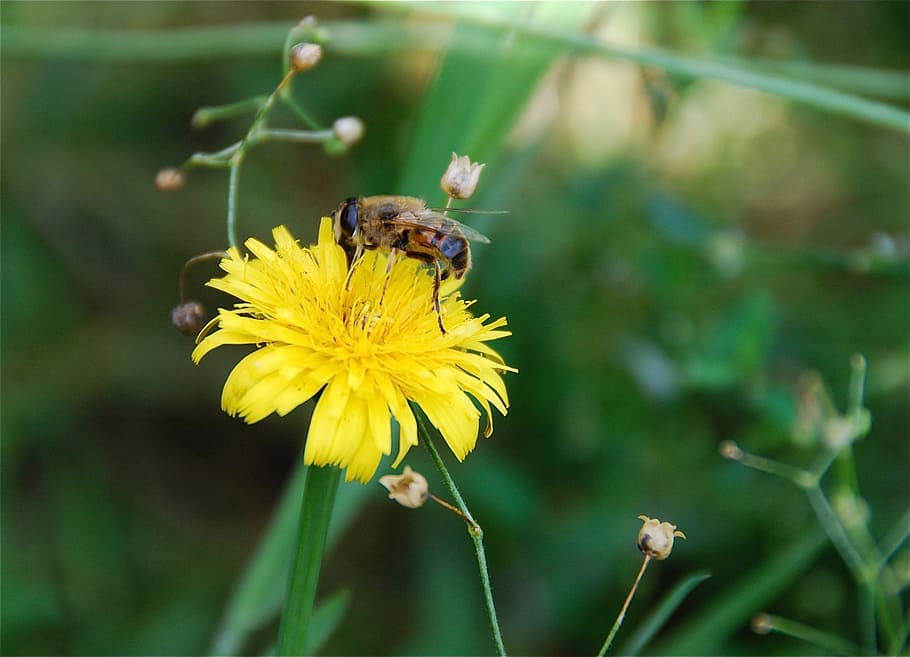 bee, flower, yellow, green, pollen, flowers, nature, yellow flower HD wallpaper