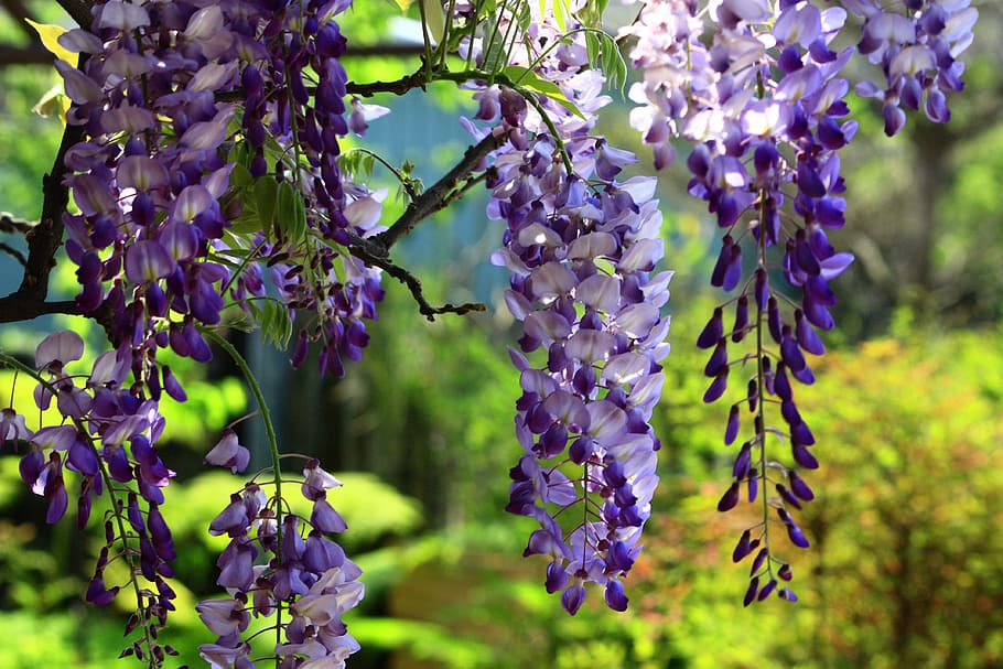 purple and white petaled flowers, wisteria, string, summer HD wallpaper