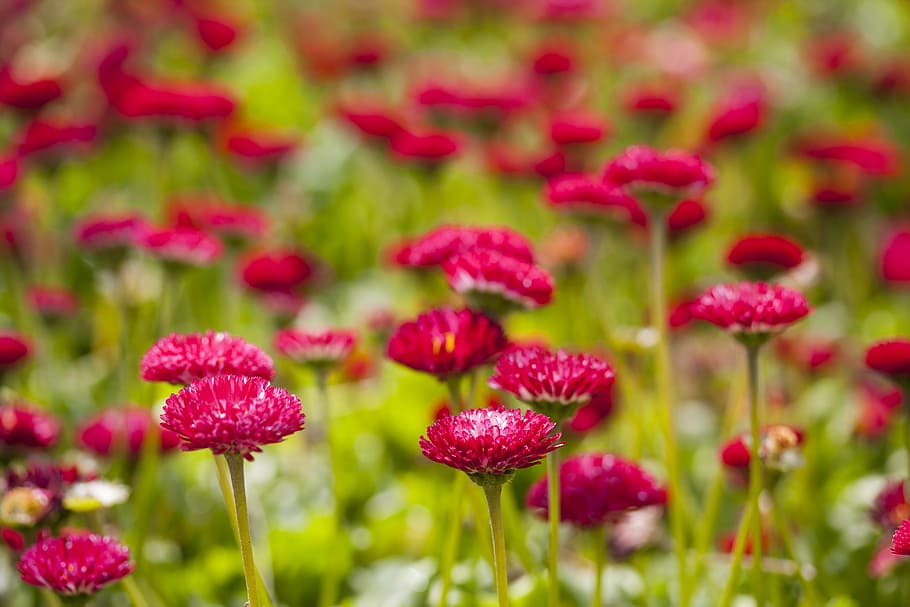 flower, purple, red, green, vivid color, flowers, macro, plant HD wallpaper