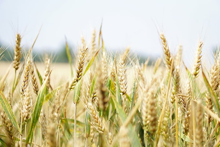 brown rice field, wheat, wheat field, cornfield, summer, cereals HD wallpaper