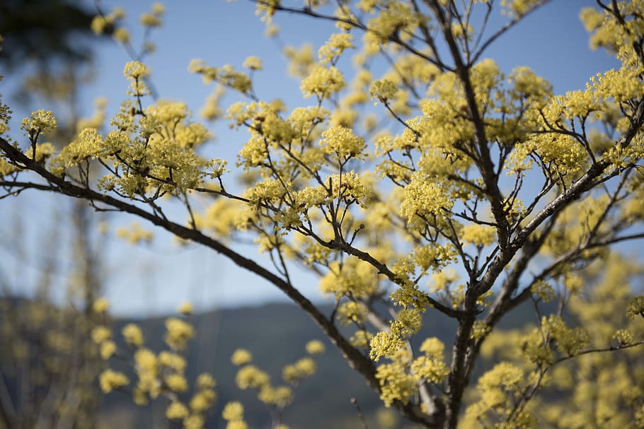 Gurye, Cornus, jiri, tree, flower, branch, growth, yellow, day HD wallpaper