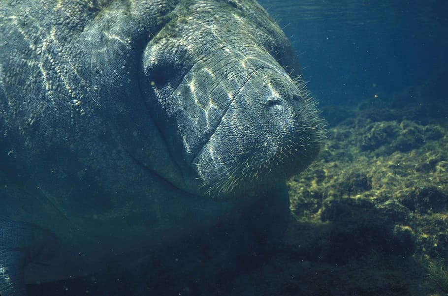 underwater photo of sea cow, Manatee, Marine, Animals, Sea, Water, HD wallpaper