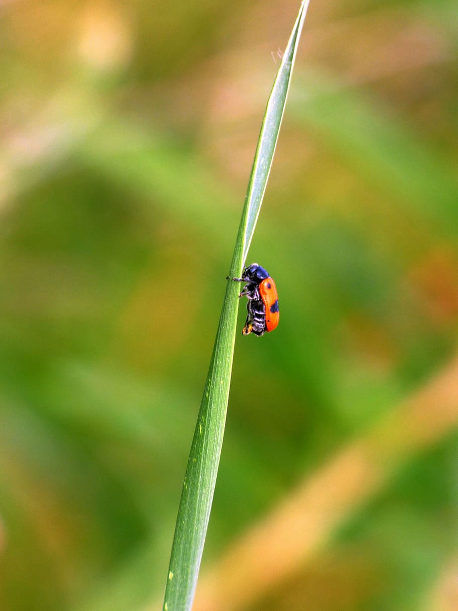 nature, insect, red, field, spring, grass, creek, invertebrate HD wallpaper