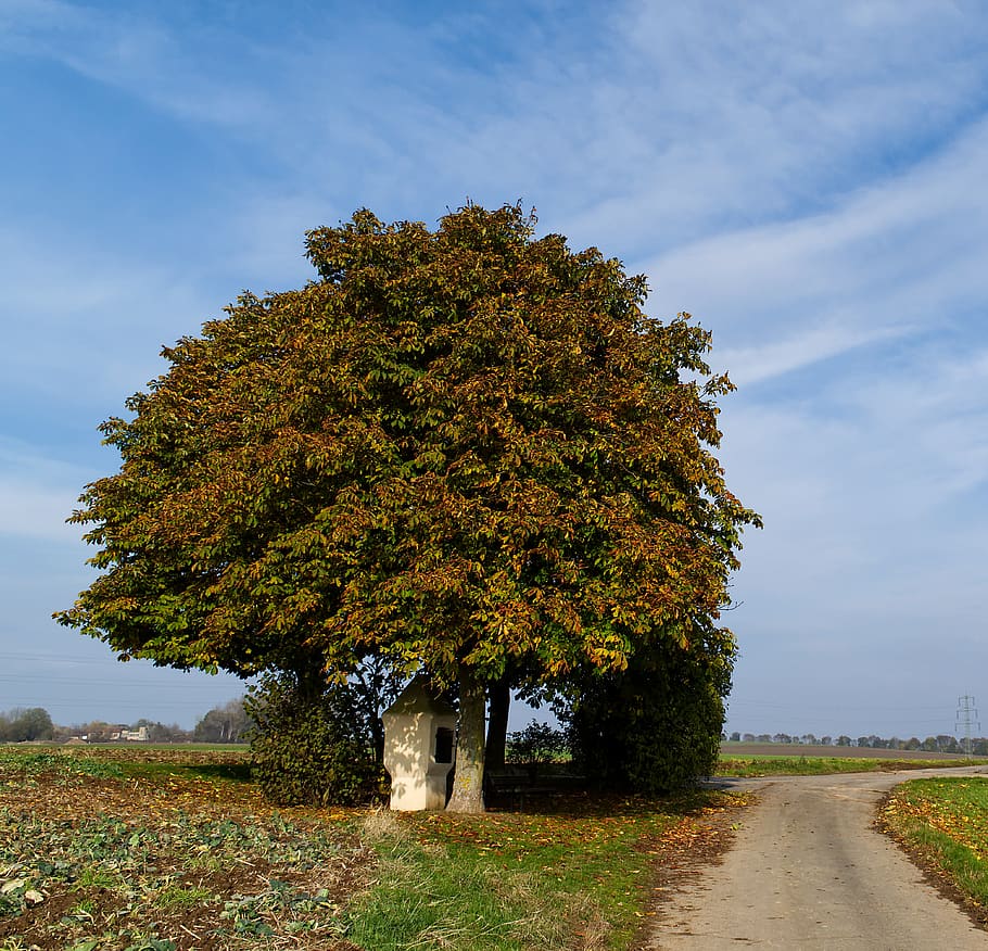 tree, autumn, nature, forest, landscape, forest path, away HD wallpaper
