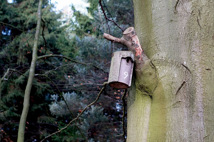 nesting box, aviary, forest, tree, shelter, plant, focus on foreground HD wallpaper
