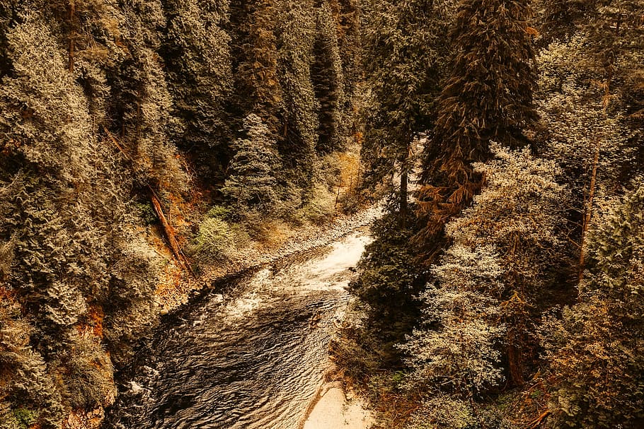 Canada, Landscape, Gully, Canyon, Ravine, forest, trees, woods HD wallpaper