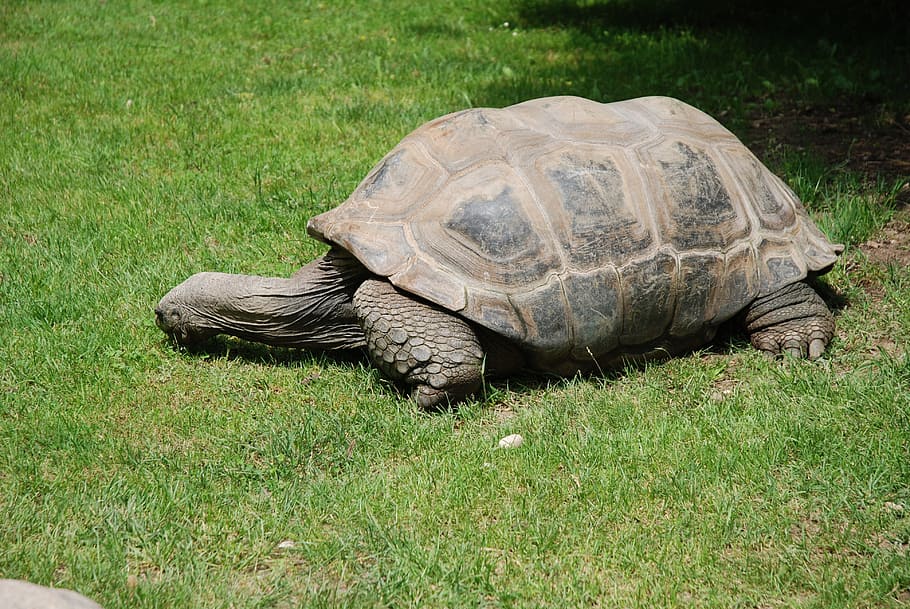 turtle, rush, green, meadow, grass, garden, reptile, animal themes HD wallpaper