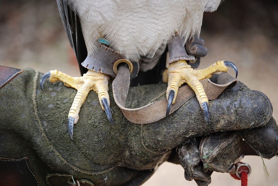 Talons, Bird, Claws, Glove, powerful, bird of prey, animal HD wallpaper