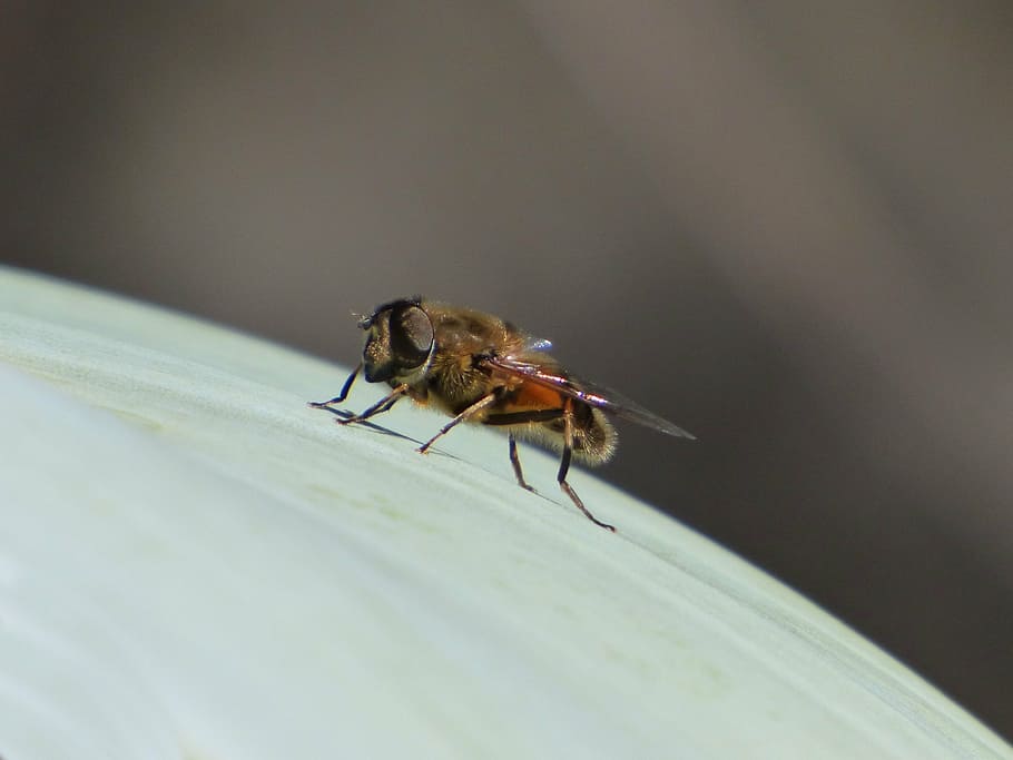 hoverfly, false bee, detail, insect, sirphidae, invertebrate HD wallpaper