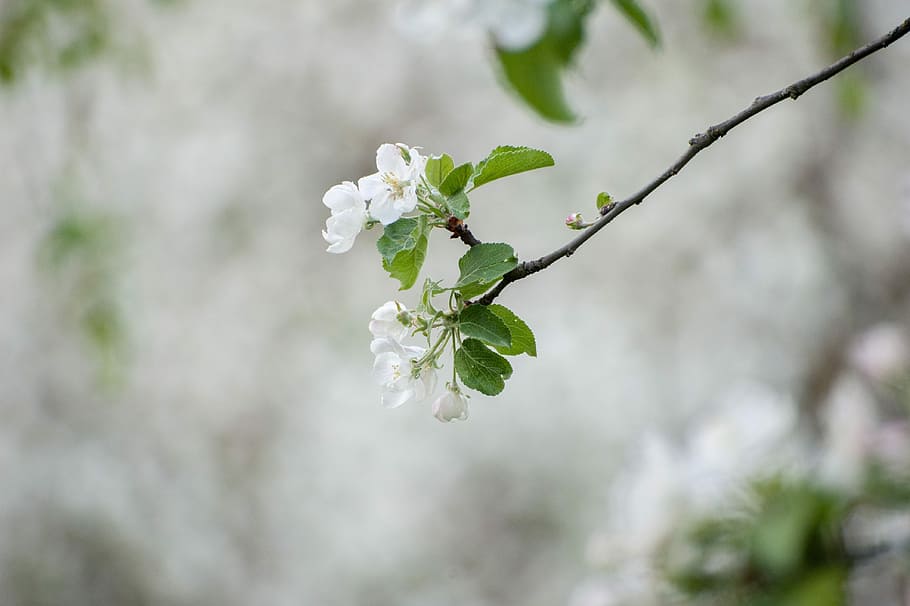 spring, white flowers, may, bloom, nature, plant, macro, spring flowers HD wallpaper