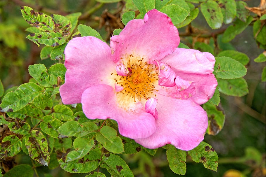 rose, blossom, bloom, pink, red, rose bloom, romantic, garden rose HD wallpaper