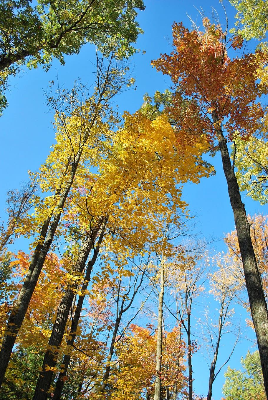 autumn, trees, fall, woods, wilderness, forest, leaves, low angle view HD wallpaper