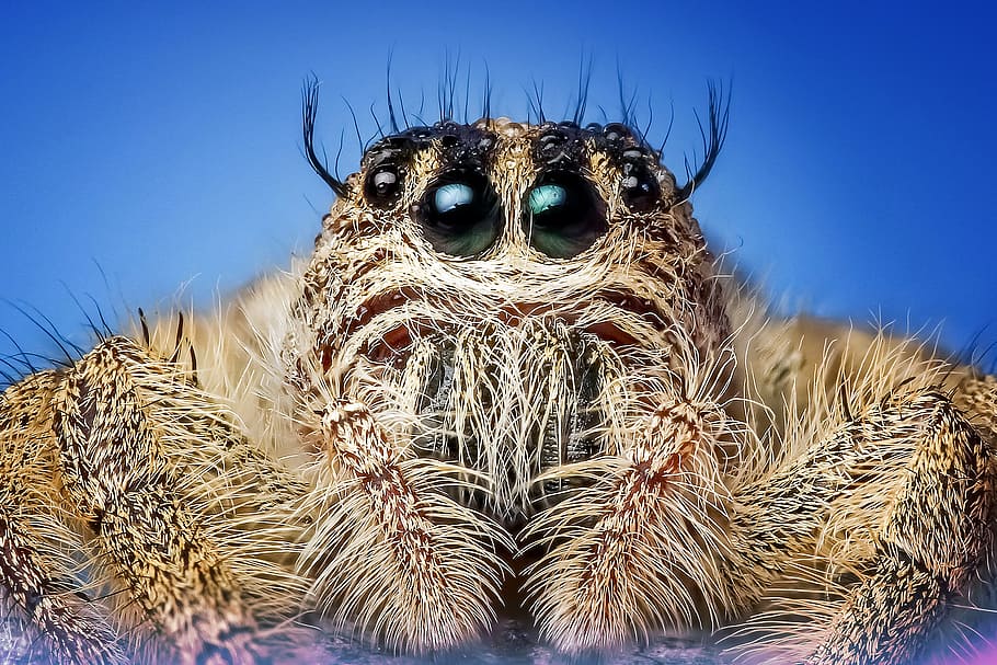 close-up photography of brown jumping spider, insect, macro HD wallpaper