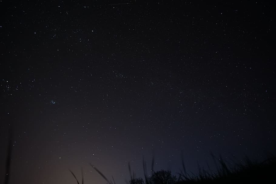 low angle photography of grasses under stars at nighttime, night full of star HD wallpaper