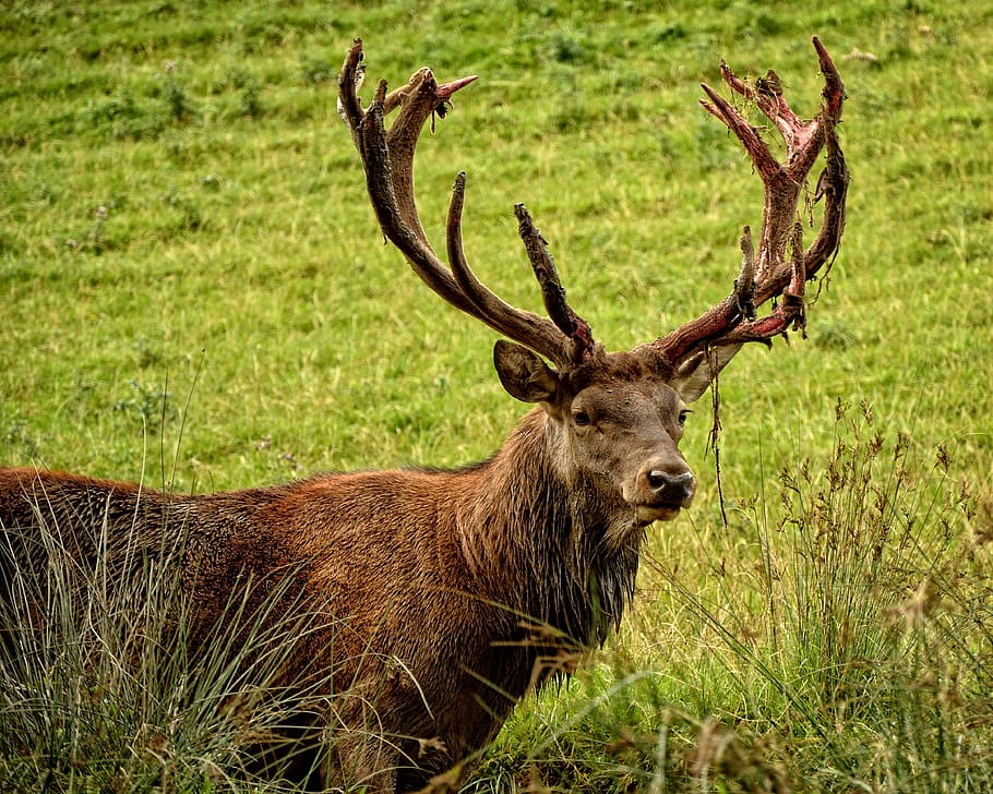 Antler Pictures  Download Free Images on Unsplash