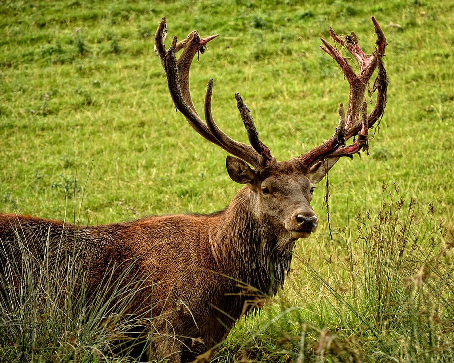 brown buck on green grass field, hirsch, red deer, cervus elaphus, HD wallpaper