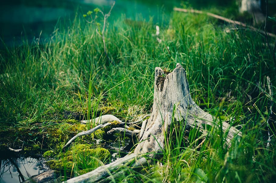 color, daylight, environment, field, forest, garden, grass HD wallpaper