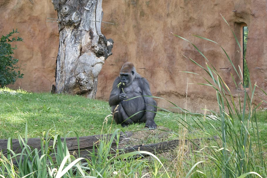 gorilla, monkey, grass, animal, zoo, plant, animal themes, animals in the wild HD wallpaper