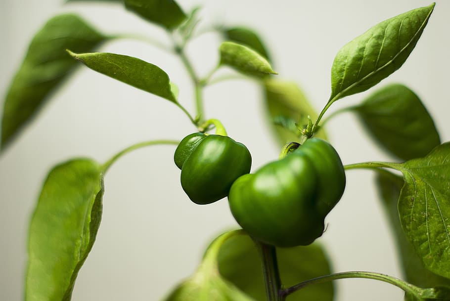 green, plant, leaves, peppers, vegetables, green color, leaf HD wallpaper